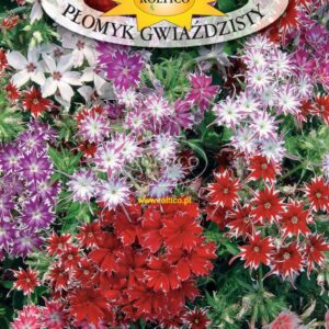 Nasiona Folks Gwiaździsty 0,5g Roltico nasiona roślin ozdobnych Nasiona Folks Gwiaździsty 0,5g Roltico nasiona roślin ozdobnych