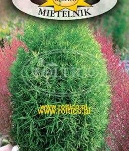 Nasiona Mietelnik - kochia 1 g Roltico nasiona roślin ozdobnych Nasiona Mietelnik - kochia 1 g Roltico nasiona roślin ozdobnych