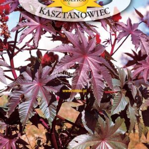 Nasiona Rącznik Kasztanowiec 2 g Roltico nasiona kwiatów Nasiona Rącznik Kasztanowiec 2 g Roltico nasiona kwiatów