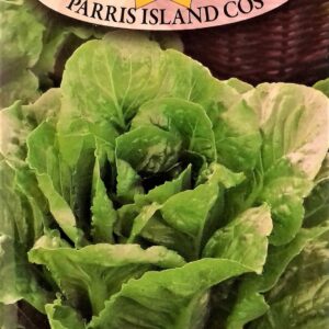 Nasiona Sałata Rzymska Parris Island Cos 1 g Roltico Nasiona Sałata Rzymska Parris Island Cos 1 g Roltico
