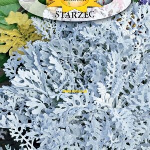 Starzec Mrozy 0,2 g nasiona Roltico nasiona roślin ozdobnych Starzec Mrozy 0,2 g nasiona Roltico nasiona roślin ozdobnych