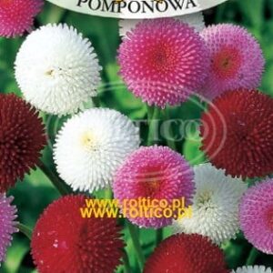 STOKROTKA Pomponowa mix kolorów 0,1 g Roltico nasiona roślin ozdobnych STOKROTKA Pomponowa mix kolorów 0,1 g Roltico nasiona roślin ozdobnych