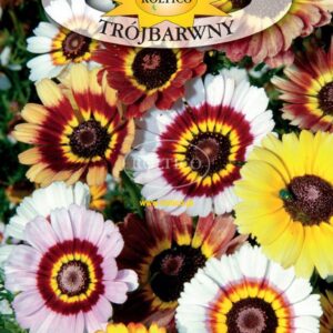 Nasiona Złocień trójbarwny 1 g Roltico nasiona kwiatów Nasiona Złocień trójbarwny 1 g Roltico nasiona kwiatów