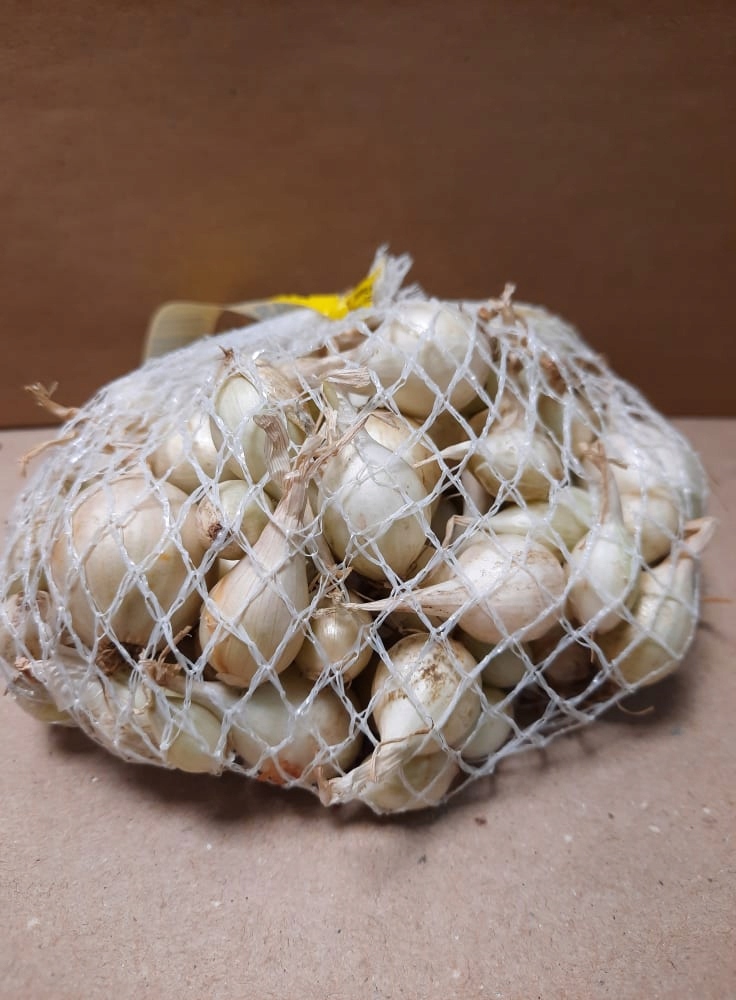 Cebula dymka cukrowa Snowball 250 g GMF cebula biała łagodna Cebula dymka cukrowa Snowball 250 g GMF cebula biała łagodna