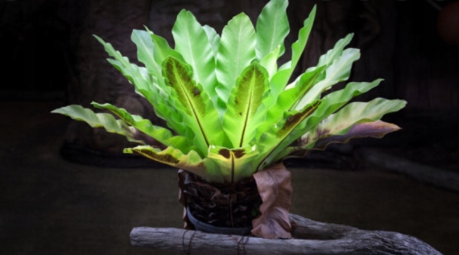 Ziemia do Paproci 5 l. podłoże do paprotek Arex Ziemia do Paproci 5 l. podłoże do paprotek Arex