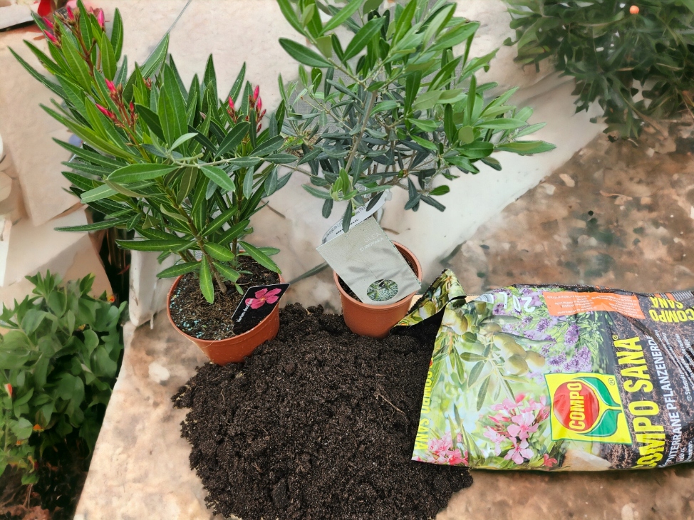 Ziemia do r. Śródziemnomorskich 20l. Compo podłoże do Oleandrów, Hibiskusa Ziemia do r. Śródziemnomorskich 20l. Compo podłoże do Oleandrów, Hibiskusa