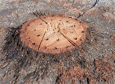 Grzybnia do rozkładu pni, ścięte drzewa, kompostowanie, naturalny 750 ml. Grzybnia do rozkładu pni, ścięte drzewa, kompostowanie, naturalny 750 ml.