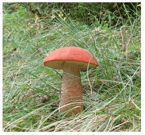 Grzybnia- Koźlarz Czerwony 10 g własne grzyby, Kozak Czerwony Grzybnia- Koźlarz Czerwony 10 g własne grzyby, Kozak Czerwony