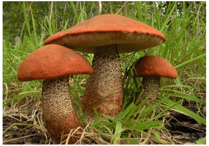 Grzybnia- Koźlarz Czerwony 10 g własne grzyby, Kozak Czerwony Grzybnia- Koźlarz Czerwony 10 g własne grzyby, Kozak Czerwony
