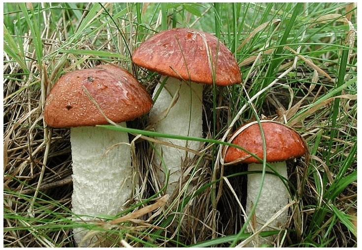 Grzybnia- Koźlarz Czerwony 10 g własne grzyby, Kozak Czerwony Grzybnia- Koźlarz Czerwony 10 g własne grzyby, Kozak Czerwony