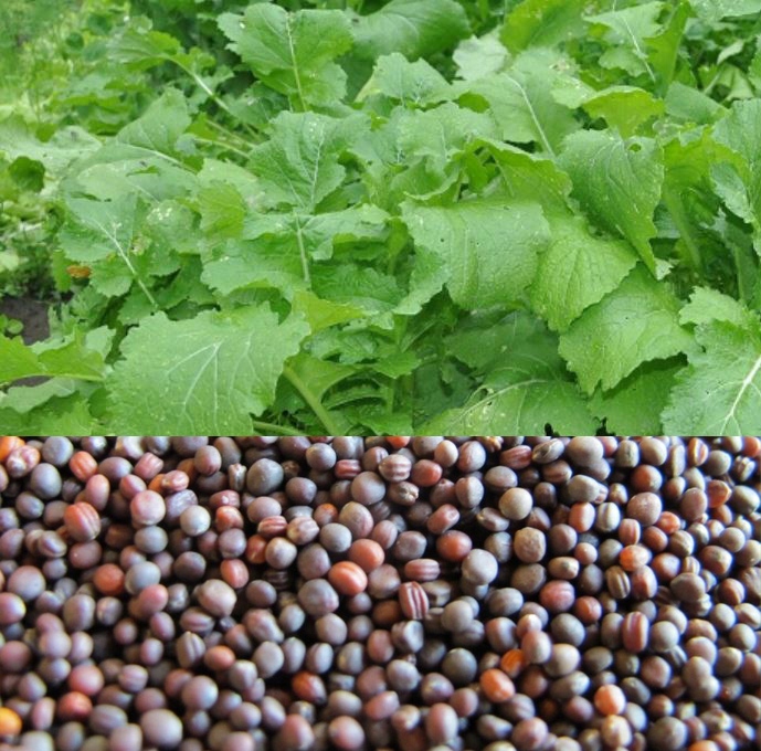Nasiona Rzepa pastewna Rogowska 500 g poplon Nasiona Rzepa pastewna Rogowska 500 g poplon