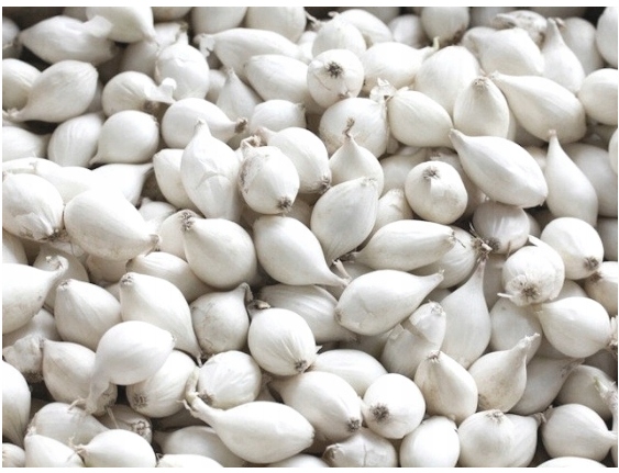 Cebula dymka zimowa mix odmian 0,25 kg, 10-21 mm cebulka zimująca 4-odmiany Cebula dymka zimowa mix odmian 0,25 kg, 10-21 mm cebulka zimująca 4-odmiany