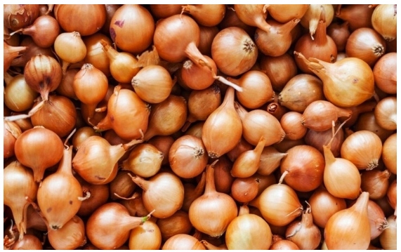 Cebula dymka zimowa mix odmian 0,25 kg, 10-21 mm cebulka zimująca 4-odmiany Cebula dymka zimowa mix odmian 0,25 kg, 10-21 mm cebulka zimująca 4-odmiany