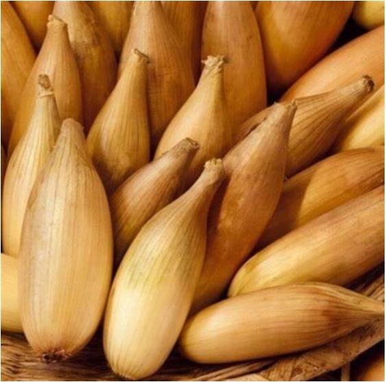 Cebula dymka zimowa mix odmian 0,25 kg, 10-21 mm cebulka zimująca 4-odmiany Cebula dymka zimowa mix odmian 0,25 kg, 10-21 mm cebulka zimująca 4-odmiany