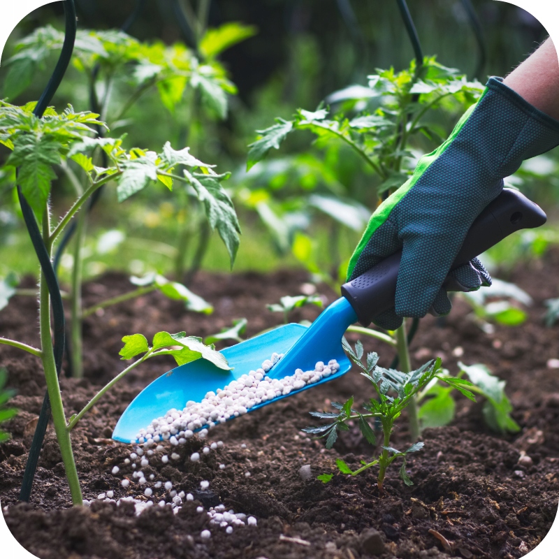 Ogród 2001 nawóz do pomidorów i papryki granulowany 5 kg Siarkopol Ogród 2001 nawóz do pomidorów i papryki granulowany 5 kg Siarkopol