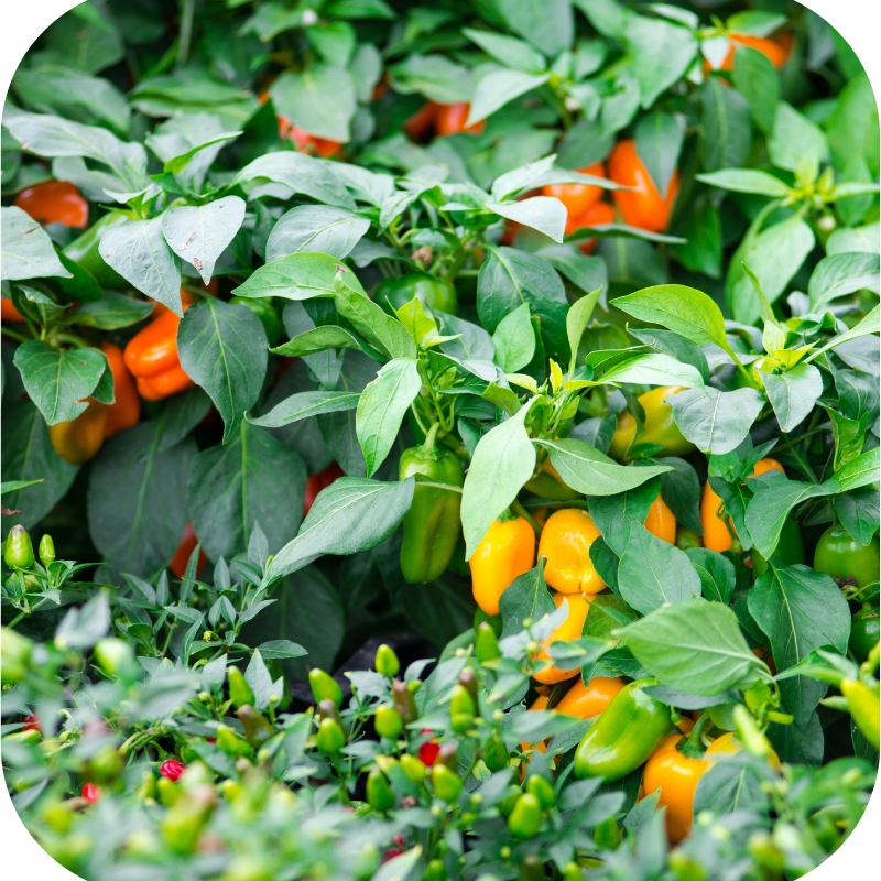 Ogród 2001 nawóz do pomidorów i papryki granulowany 5 kg Siarkopol Ogród 2001 nawóz do pomidorów i papryki granulowany 5 kg Siarkopol