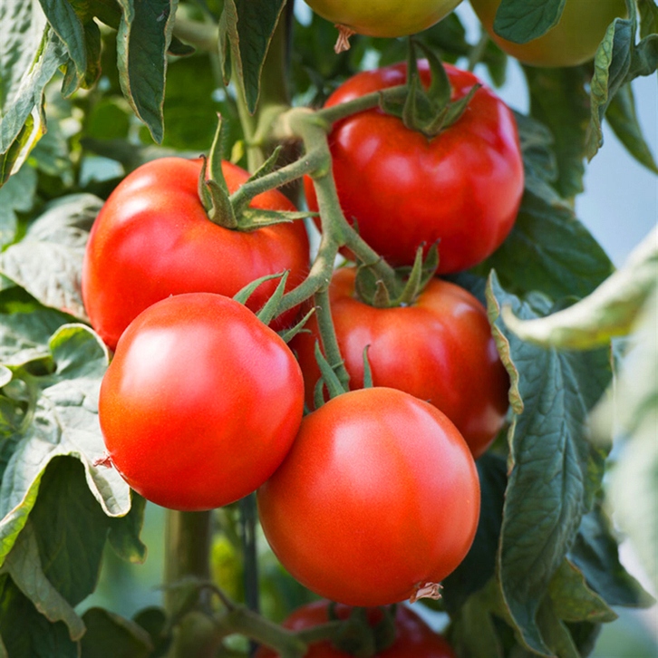 Ogród 2001 nawóz do pomidorów i papryki granulowany 5 kg Siarkopol Ogród 2001 nawóz do pomidorów i papryki granulowany 5 kg Siarkopol