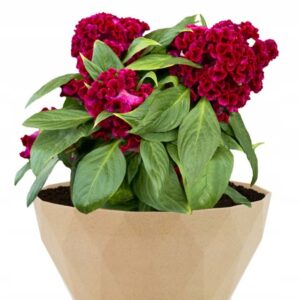 Doniczka DELTA 220 WOOD A2 Piaskowiec, system IPSA Doniczka DELTA 220 WOOD A2 Piaskowiec, system IPSA