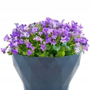 Doniczka DELTA 220 WOOD A5 Czarna, system IPSA Doniczka DELTA 220 WOOD A5 Czarna, system IPSA