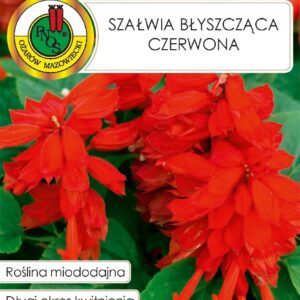 Nasiona SZAŁWIA BŁYSZCZĄCA CZERWONA miododajna - 0,5g PNOS Nasiona SZAŁWIA BŁYSZCZĄCA CZERWONA miododajna - 0,5g PNOS
