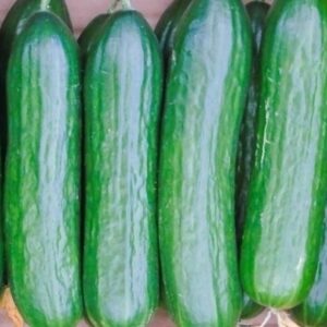 Nasiona na taśmie Ogórek SKIERNIEWICKI taśma 6 m PNOS Nasiona na taśmie Ogórek SKIERNIEWICKI taśma 6 m PNOS