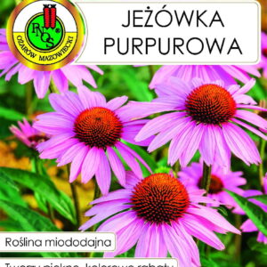 Nasiona Jeżówka Purpurowa 1g rośliny miododajne PNOS Nasiona Jeżówka Purpurowa 1g rośliny miododajne PNOS