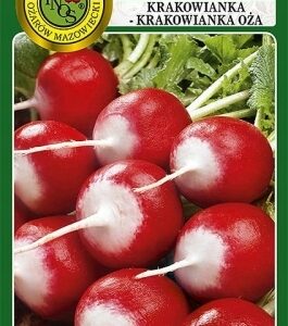 Nasiona Rzodkiewki KRAKOWIANKA 100 g PNOS rzodkiewka okrągła Nasiona Rzodkiewki KRAKOWIANKA 100 g PNOS rzodkiewka okrągła