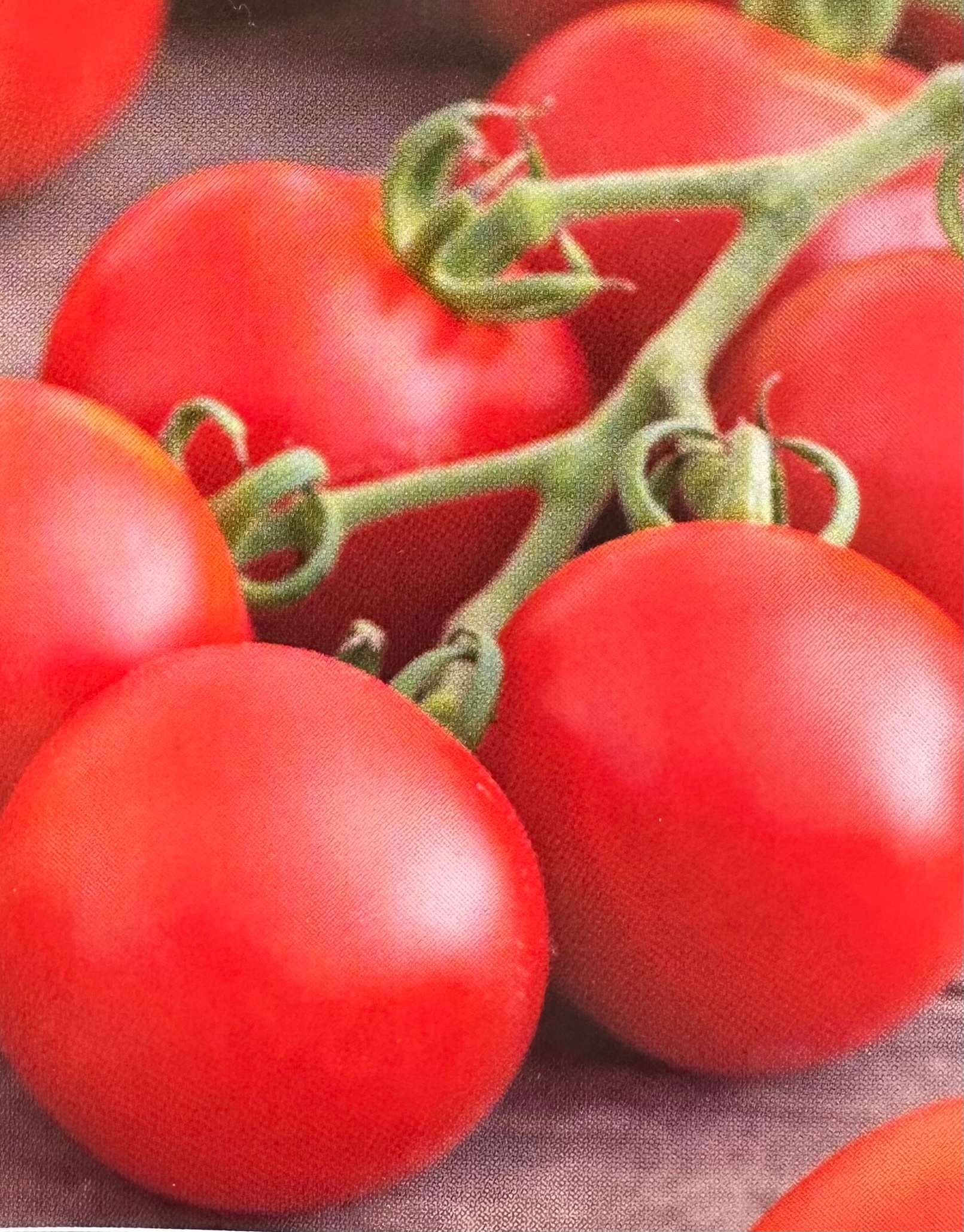 Nasiona POMIDOR po osł. PALAVA F1 0,1g Odporny na MOZAIKĘ,VERTICLIOZĘ PNOS Nasiona POMIDOR po osł. PALAVA F1 0,1g Odporny na MOZAIKĘ,VERTICLIOZĘ PNOS