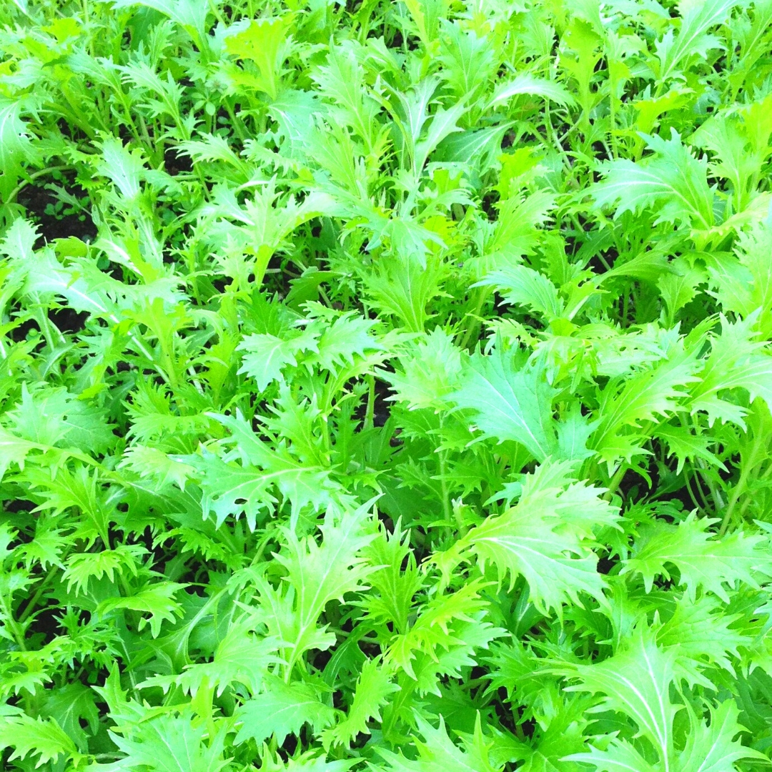 Nasiona Musztardowiec Green Fire 0,3 g PNOS Gorczyca Sarebska Nasiona Musztardowiec Green Fire 0,3 g PNOS Gorczyca Sarebska