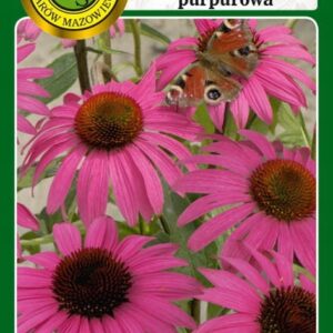 Nasiona Jeżówka PURPUROWA - 1g PNOS Nasiona Jeżówka PURPUROWA - 1g PNOS