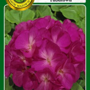 Nasiona Pelargonia rabatowa F1 FIOLETOWA 10 nasion - PNOS Nasiona Pelargonia rabatowa F1 FIOLETOWA 10 nasion - PNOS