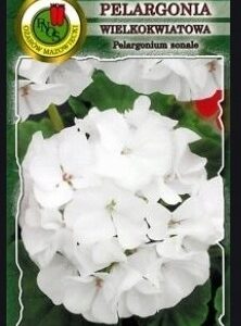Nasiona Pelargonia rabatowa F1 BIAŁA 10 nasion - PNOS Nasiona Pelargonia rabatowa F1 BIAŁA 10 nasion - PNOS