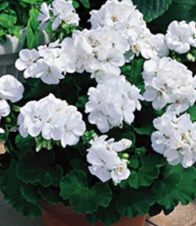 Nasiona Pelargonia rabatowa F1 BIAŁA 10 nasion - PNOS Nasiona Pelargonia rabatowa F1 BIAŁA 10 nasion - PNOS