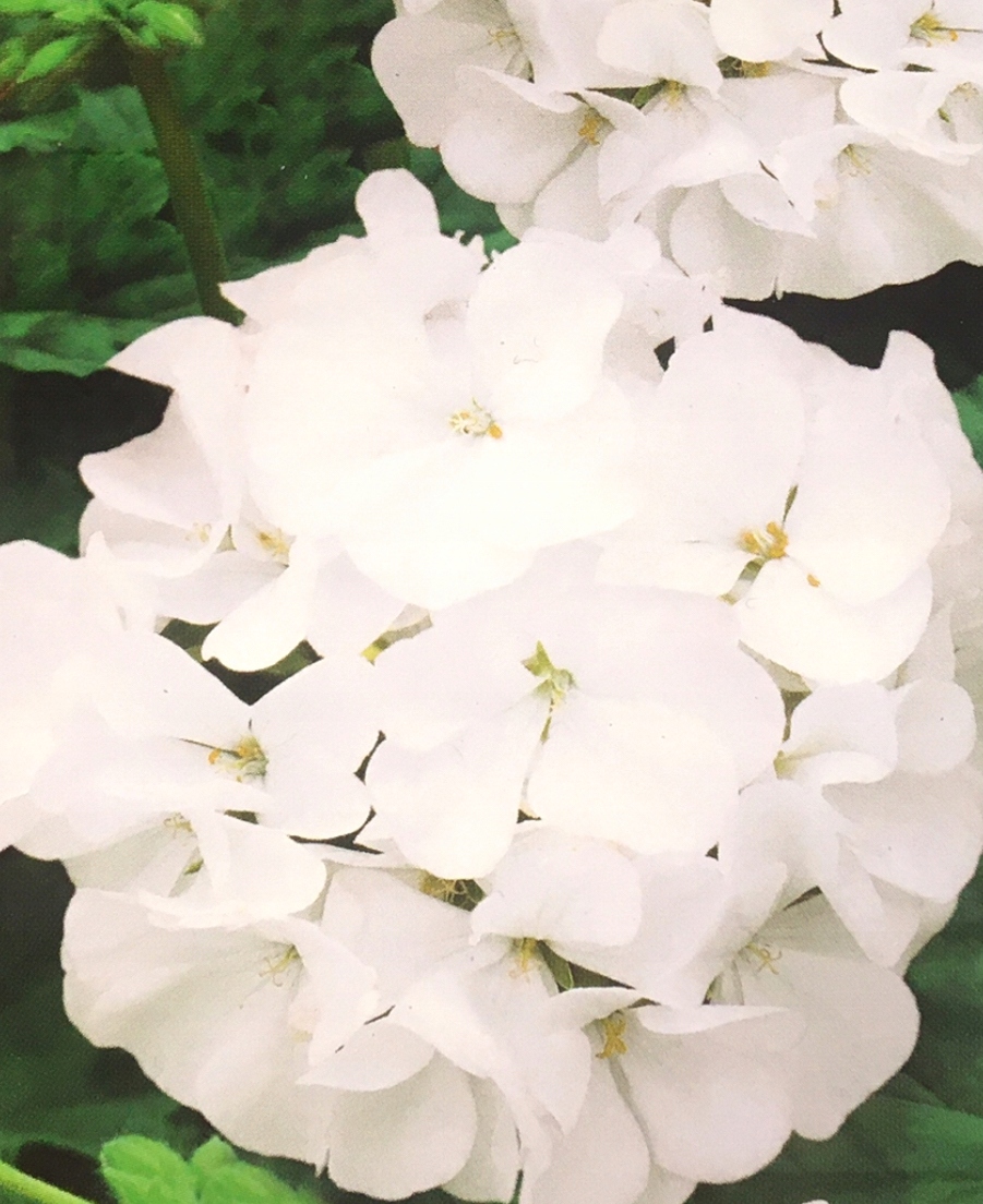Nasiona Pelargonia rabatowa F1 BIAŁA 10 nasion - PNOS Nasiona Pelargonia rabatowa F1 BIAŁA 10 nasion - PNOS