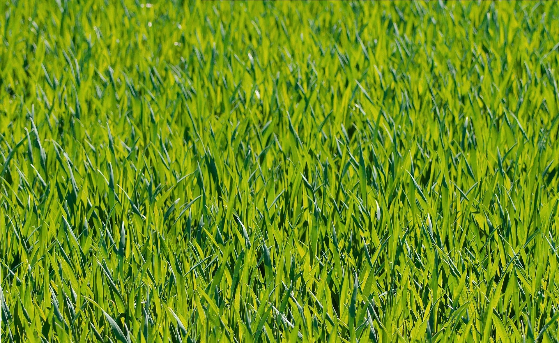 Substral do trawy odchwaszczacz długodziałający 100 dni 5 kg nawóz+herbicyd Substral do trawy odchwaszczacz długodziałający 100 dni 5 kg nawóz+herbicyd