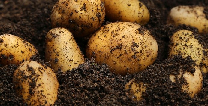 Sencor LIQUID 600 SC 250 ml. chwasty w ziemniakach, przed i powschodowo, Sencor LIQUID 600 SC 250 ml. chwasty w ziemniakach, przed i powschodowo,