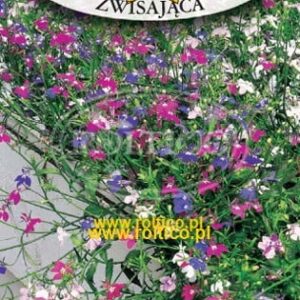 Nasiona Lobelia zwisająca mix kolorów 0,1 g Roltico nasiona kwiatów Nasiona Lobelia zwisająca mix kolorów 0,1 g Roltico nasiona kwiatów