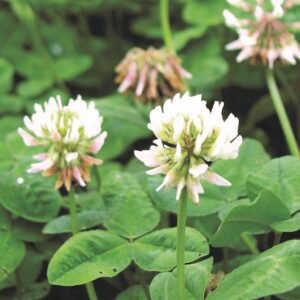 Koniczyna Biała 0,5 kg C/1 poplon, Nasiona