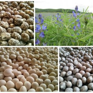 Łubin wąskolistny AGAT 1 kg niebieski słodki C/1