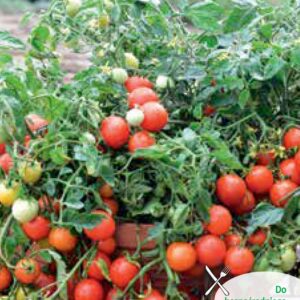 Nasiona Pomidor karłowy Maskotka 0,5 g Legutko Nasiona warzyw Nasiona Pomidor karłowy Maskotka 0,5 g Legutko Nasiona warzyw