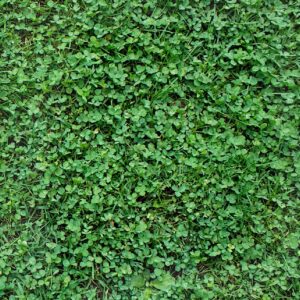 Trawa mieszanka z mikrokoniczyną 1 kg / 40 m2 Granum Trawa mieszanka z mikrokoniczyną 1 kg / 40 m2 Granum