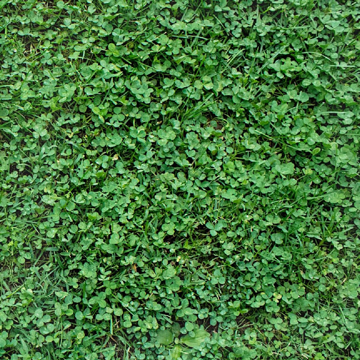 Trawa mieszanka z mikrokoniczyną 1 kg / 40 m2 Granum Trawa mieszanka z mikrokoniczyną 1 kg / 40 m2 Granum