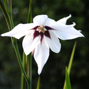 Mieczyk Abisyński- Acidantera Bic. 10 szt kapers GMF Junior Mieczyk Abisyński- Acidantera Bic. 10 szt kapers GMF Junior