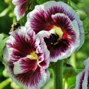 Alcea Creme de Cassis kapers Malwa 1 szt kapers GMF Junior Alcea Creme de Cassis kapers Malwa 1 szt kapers GMF Junior
