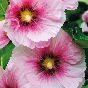 Alcea Rosea Pink kapers Malwa różowa 1 szt kapers GMF Junior Alcea Rosea Pink kapers Malwa różowa 1 szt kapers GMF Junior