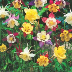 Aquilegia Mix kolorów kapers Orlik 1 szt GMF Junior Aquilegia Mix kolorów kapers Orlik 1 szt GMF Junior