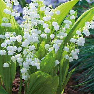 Convallaria Majalis- Konwalia biała 1 szt kapers GMF Junior Convallaria Majalis- Konwalia biała 1 szt kapers GMF Junior