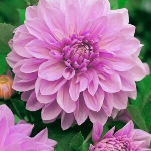 Dalia Lavender Perfection róż kapers 1 szt GMF Junior Dalia Lavender Perfection róż kapers 1 szt GMF Junior