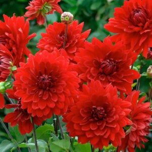 Dalia Garden Wonder czerwona 1 szt kapers GMF Junior Dalia Garden Wonder czerwona 1 szt kapers GMF Junior