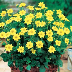 Dalia Topmix Yellow 1 szt kapers GMF Junior Dalia Topmix Yellow 1 szt kapers GMF Junior